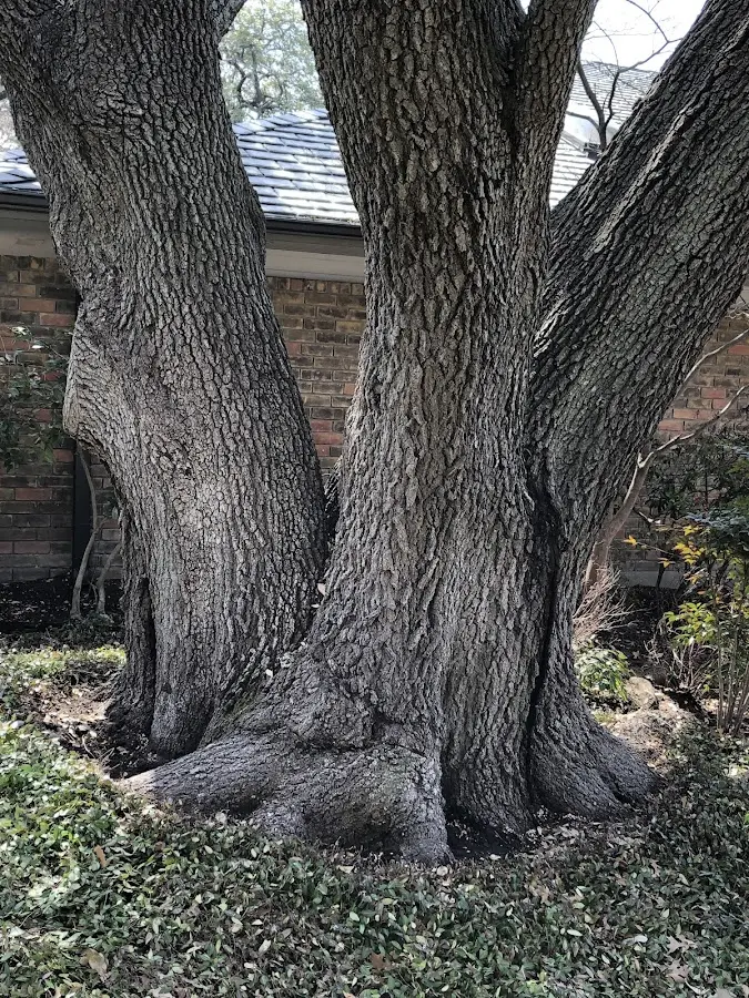 Mature heritage tree close to a Saint Marys property cared for by certified arborists